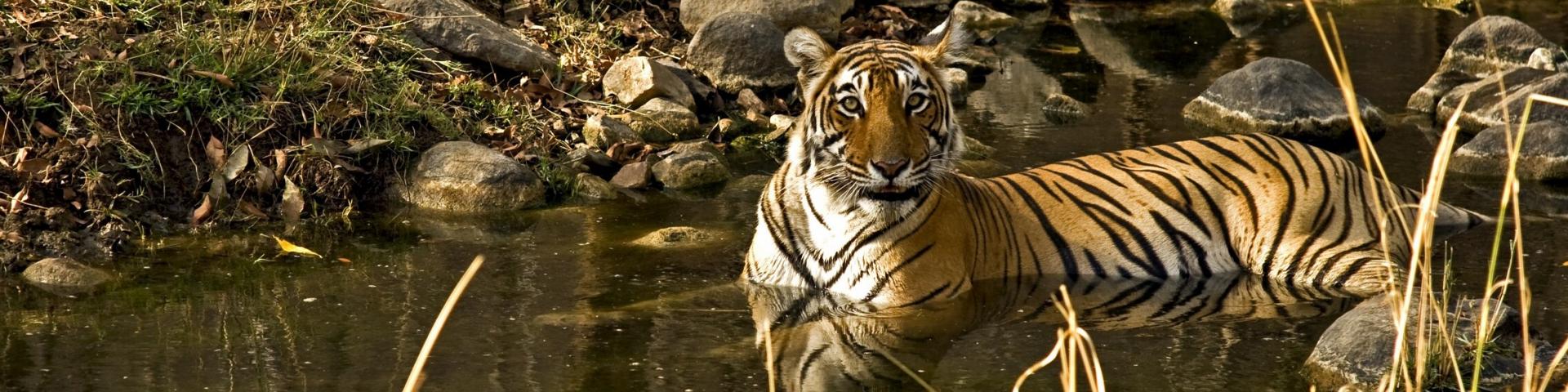 Park Narodowy Ranthambore
